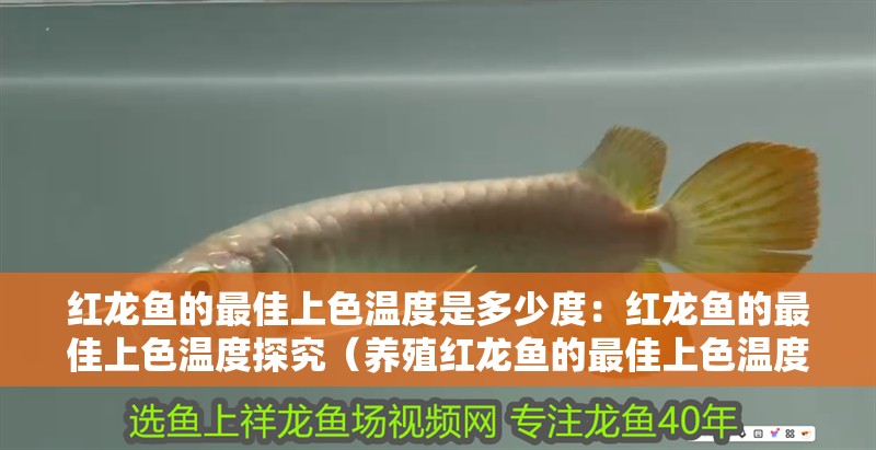 紅龍魚的最佳上色溫度是多少度：紅龍魚的最佳上色溫度探究（養(yǎng)殖紅龍魚的最佳上色溫度）