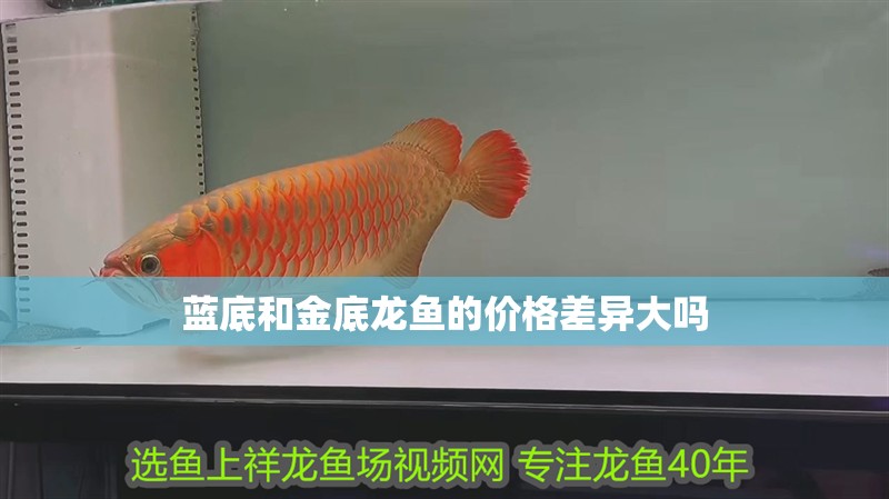 藍底和金底龍魚的價格差異大嗎
