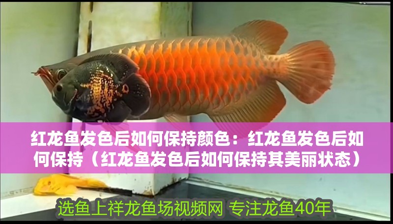 紅龍魚發色后如何保持顏色：紅龍魚發色后如何保持（紅龍魚發色后如何保持其美麗狀態）