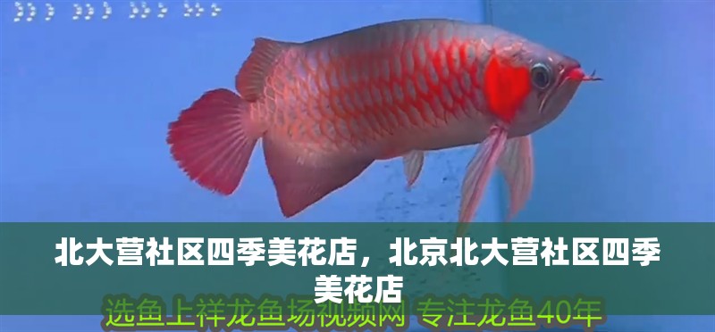 北大營社區(qū)四季美花店，北京北大營社區(qū)四季美花店