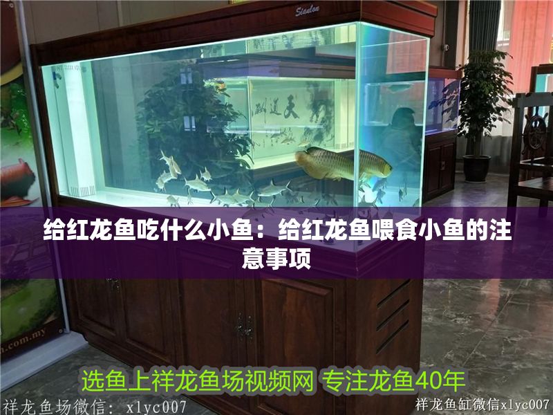 給紅龍魚吃什么小魚：給紅龍魚喂食小魚的注意事項