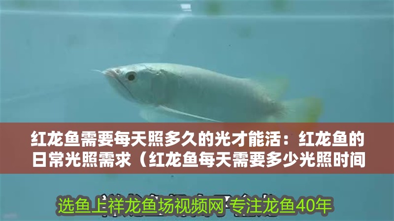 紅龍魚需要每天照多久的光才能活：紅龍魚的日常光照需求（紅龍魚每天需要多少光照時間）