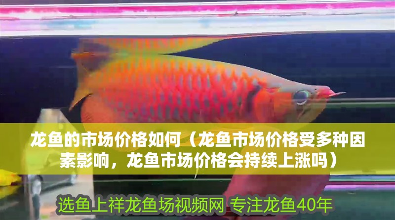 龍魚的市場價格如何（龍魚市場價格受多種因素影響，龍魚市場價格會持續上漲嗎）