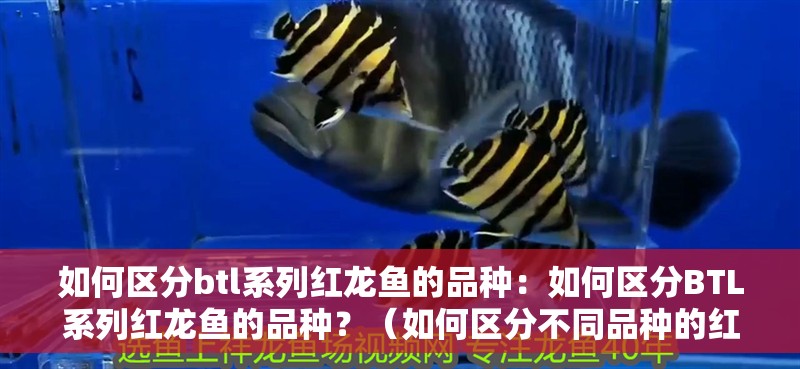 如何區分btl系列紅龍魚的品種：如何區分BTL系列紅龍魚的品種？（如何區分不同品種的紅龍魚）