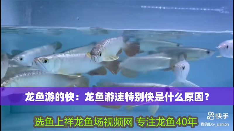 龍魚游的快：龍魚游速特別快是什么原因？ 龍魚游的快：龍魚游速特別快是什么原因？ 龍魚百科 第2張