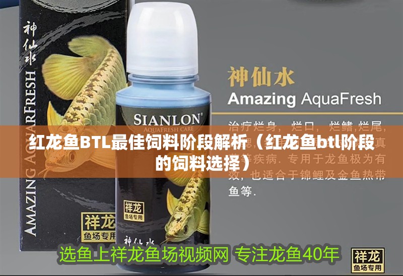 紅龍魚BTL最佳飼料階段解析（紅龍魚btl階段的飼料選擇）