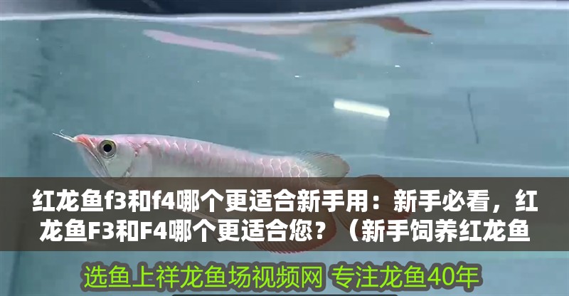 紅龍魚f3和f4哪個(gè)更適合新手用：新手必看，紅龍魚F3和F4哪個(gè)更適合您？（新手飼養(yǎng)紅龍魚f3和f4哪個(gè)更適合新手飼養(yǎng)紅龍魚）