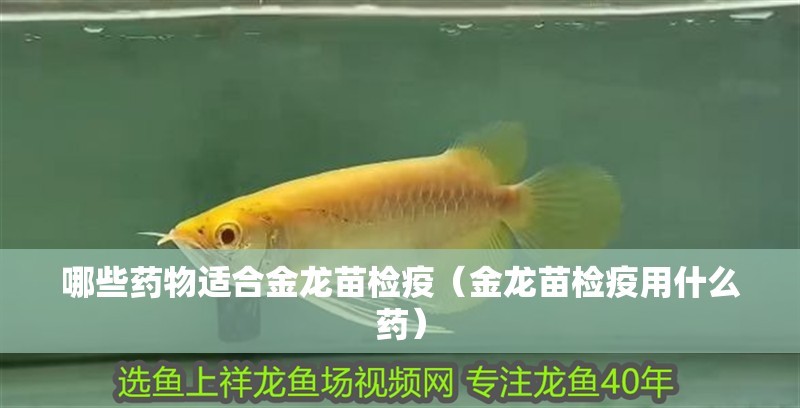 魚缸用增氧泵價格是多少:魚缸增氧機-xtrac增氧機-xtrac增氧機 哪些藥物適合金龍苗檢疫(金龍苗檢疫用什么藥) 龍魚百科 哪些藥物適合金龍苗檢疫(金龍苗檢疫用什么藥) 哪些藥物適合金龍苗檢疫(金龍苗檢疫用什么藥) 龍魚百科