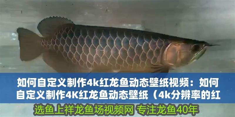 如何自定義制作4k紅龍魚(yú)動(dòng)態(tài)壁紙視頻：如何自定義制作4K紅龍魚(yú)動(dòng)態(tài)壁紙（4k分辨率的紅龍魚(yú)動(dòng)態(tài)壁紙，讓你的電腦屏幕成為獨(dú)一無(wú)二的藝術(shù)品）