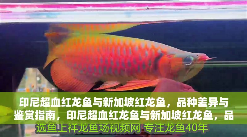 印尼超血紅龍魚與新加坡紅龍魚，品種差異與鑒賞指南，印尼超血紅龍魚與新加坡紅龍魚，品種差異與鑒賞指南