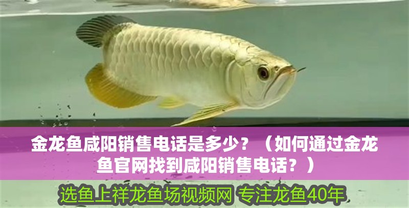 金龍魚咸陽銷售電話是多少？（如何通過金龍魚官網找到咸陽銷售電話？） 金龍魚咸陽銷售電話是多少？（如何通過金龍魚官網找到咸陽銷售電話？） 龍魚百科