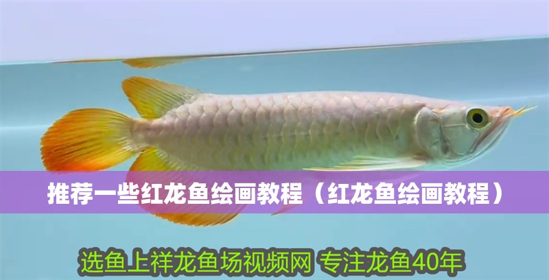 龍魚干蝦有營養嗎 推薦一些紅龍魚繪畫教程(紅龍魚繪畫教程) 龍魚百科 推薦一些紅龍魚繪畫教程(紅龍魚繪畫教程) 推薦一些紅龍魚繪畫教程(紅龍魚繪畫教程) 龍魚百科