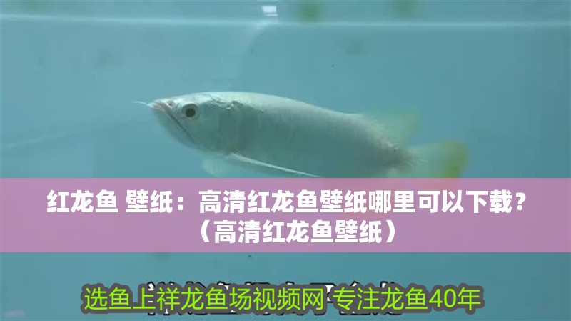 紅龍魚(yú) 壁紙：高清紅龍魚(yú)壁紙哪里可以下載？（高清紅龍魚(yú)壁紙）