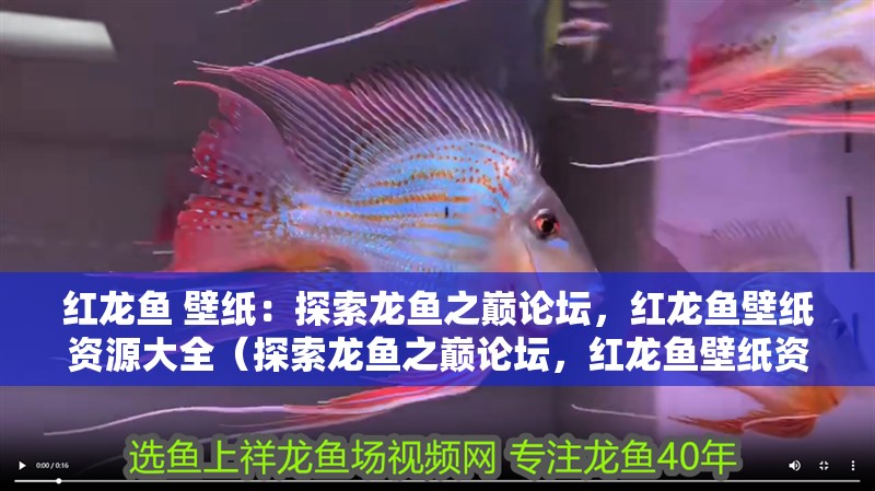 紅龍魚 壁紙：探索龍魚之巔論壇，紅龍魚壁紙資源大全（探索龍魚之巔論壇，紅龍魚壁紙資源大全）