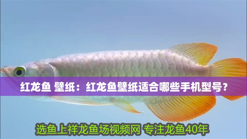 紅龍魚 壁紙：紅龍魚壁紙適合哪些手機型號？