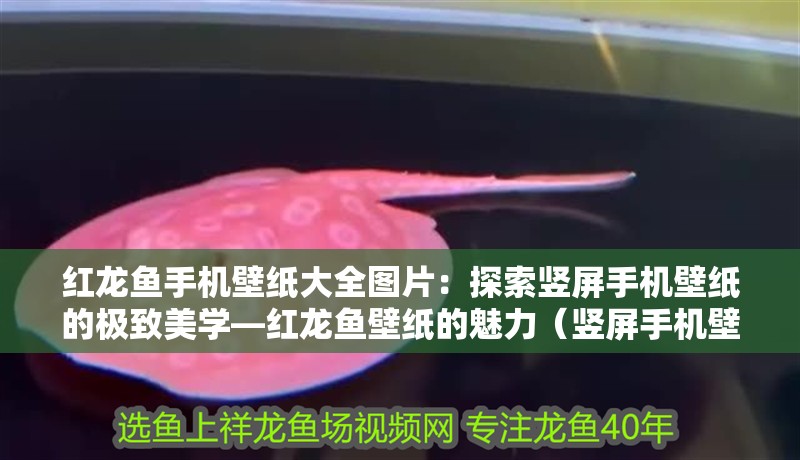 紅龍魚手機壁紙大全圖片：探索豎屏手機壁紙的極致美學—紅龍魚壁紙的魅力（豎屏手機壁紙的魅力，紅龍魚壁紙的設計理念到色彩搭配）