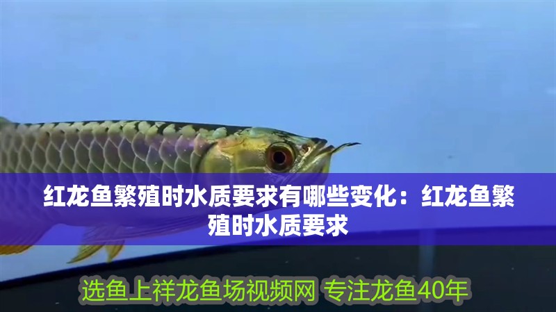 紅龍魚繁殖時(shí)水質(zhì)要求有哪些變化：紅龍魚繁殖時(shí)水質(zhì)要求