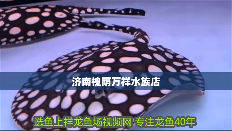濟(jì)南槐蔭萬祥水族店
