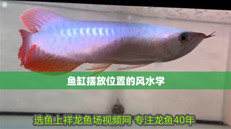 魚缸擺放位置的風水學 魚缸擺放位置的風水學 觀賞魚百科