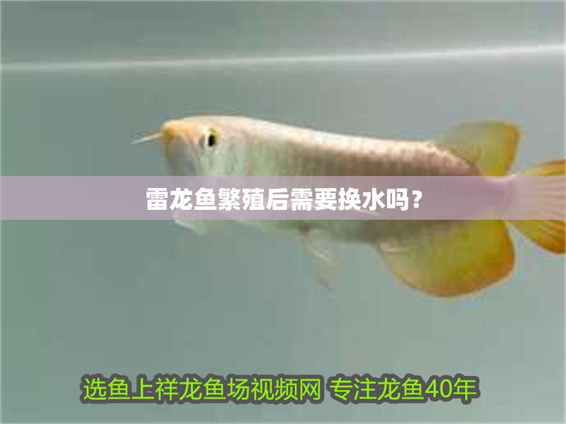 雷龍魚繁殖后需要換水嗎？ 雷龍魚繁殖后需要換水嗎？ 龍魚百科