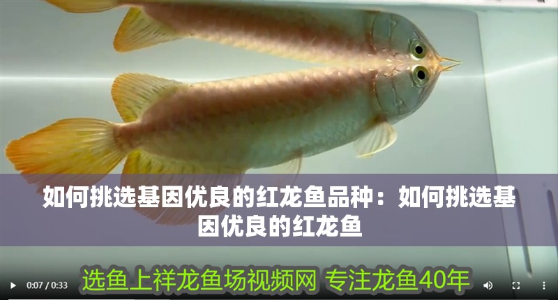 如何挑選基因優良的紅龍魚品種：如何挑選基因優良的紅龍魚