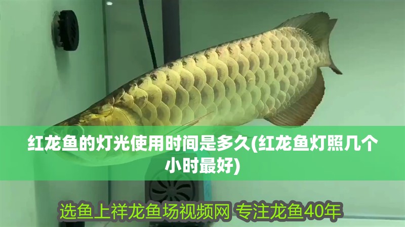 紅龍魚的燈光使用時間是多久(紅龍魚燈照幾個小時最好)