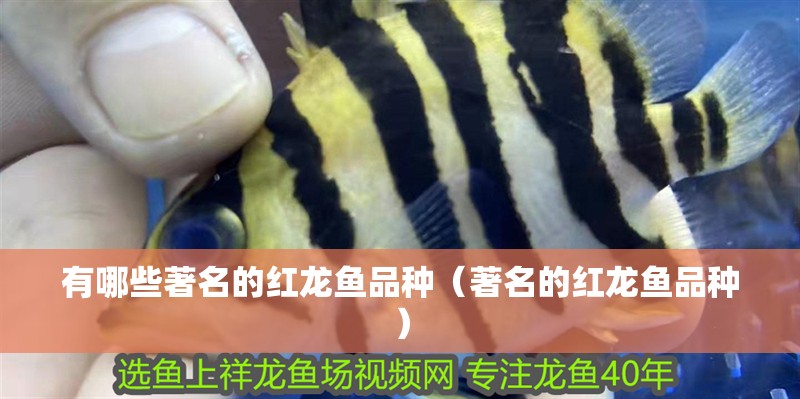 有哪些著名的紅龍魚品種（著名的紅龍魚品種）