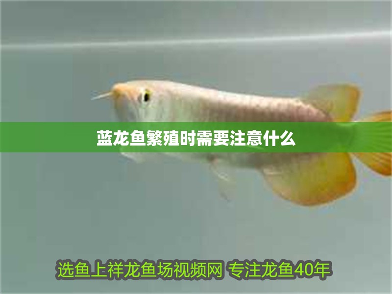 藍龍魚繁殖時需要注意什么