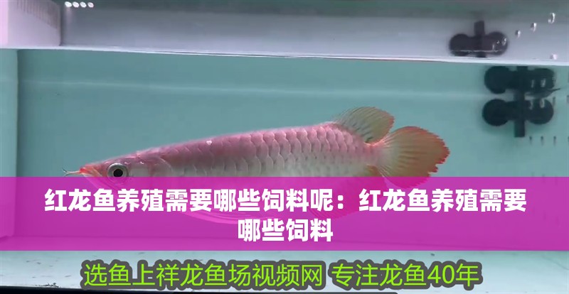紅龍魚養殖需要哪些飼料呢：紅龍魚養殖需要哪些飼料