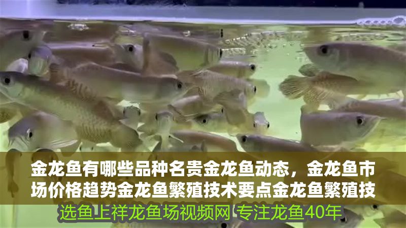 金龍魚有哪些品種名貴金龍魚動態，金龍魚市場價格趨勢金龍魚繁殖技術要點金龍魚繁殖技術要點