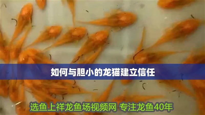如何與膽小的龍貓建立信任