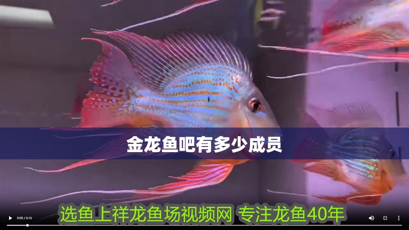 金龍魚吧有多少成員