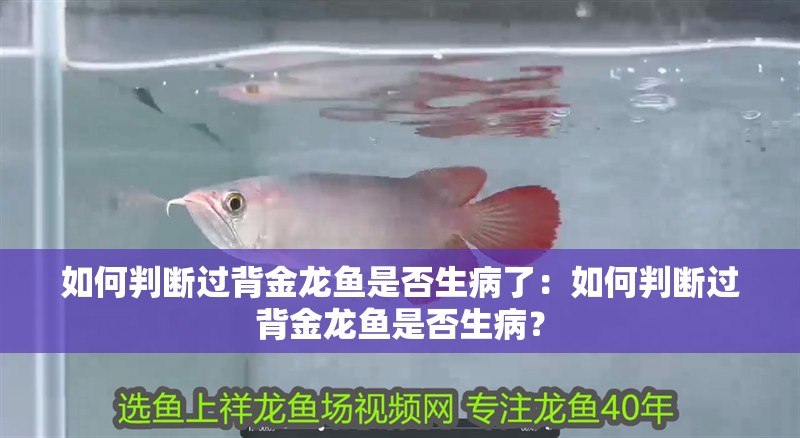 如何判斷過背金龍魚是否生病了：如何判斷過背金龍魚是否生病？