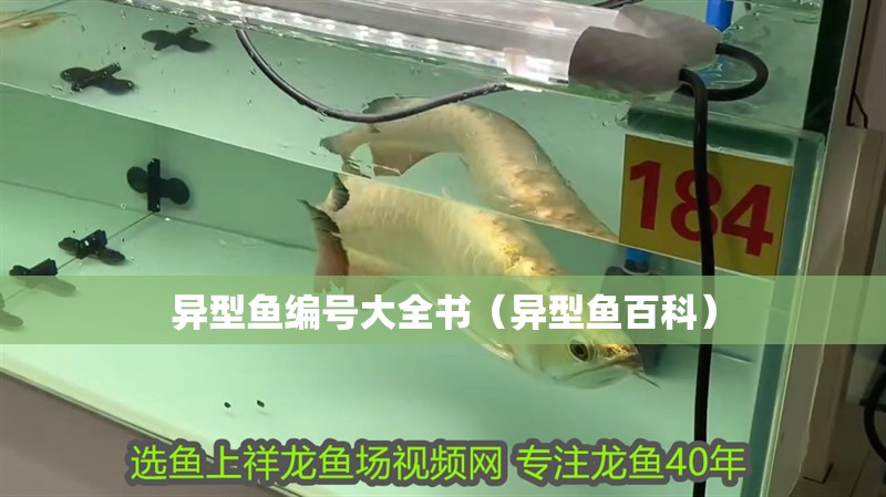 異型魚編號大全書（異型魚百科）
