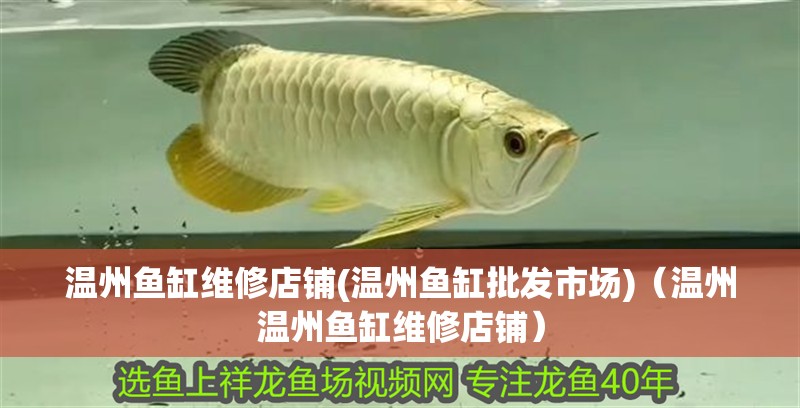 溫州魚缸維修店鋪(溫州魚缸批發(fā)市場)（溫州溫州魚缸維修店鋪） 溫州魚缸維修店鋪(溫州魚缸批發(fā)市場)（溫州溫州魚缸維修店鋪） 觀賞魚百科