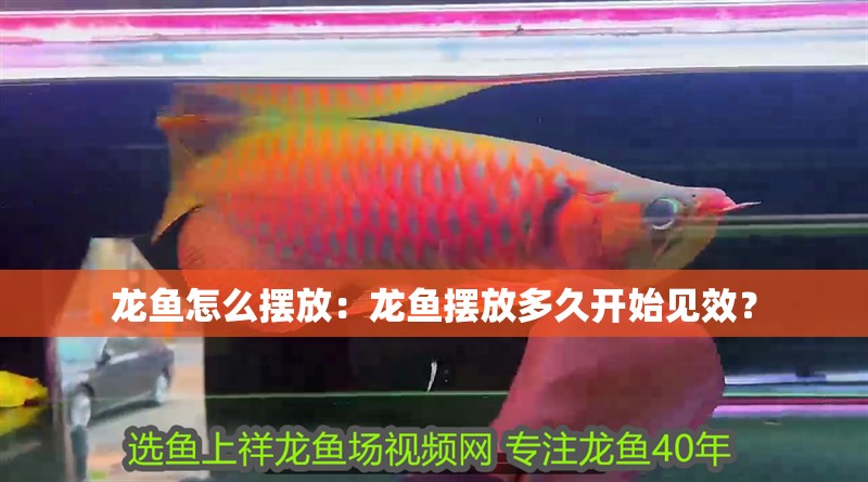 龍魚怎么擺放：龍魚擺放多久開始見效？