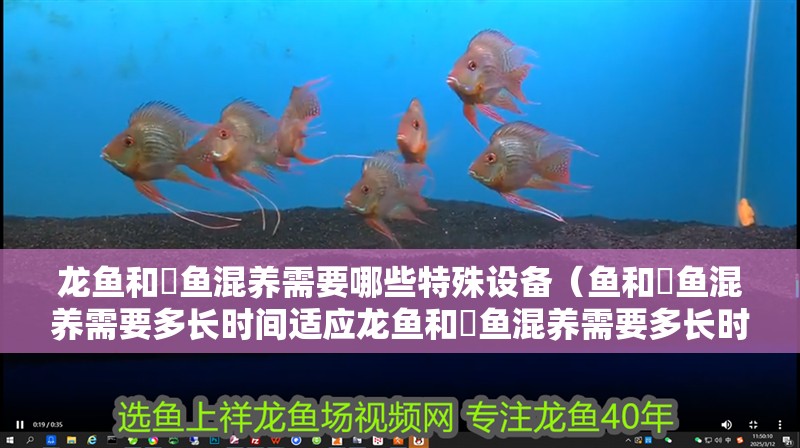 龍魚和魟魚混養需要哪些特殊設備（魚和魟魚混養需要多長時間適應龍魚和魟魚混養需要多長時間適應）