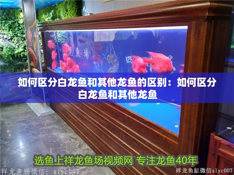 如何區分白龍魚和其他龍魚的區別：如何區分白龍魚和其他龍魚