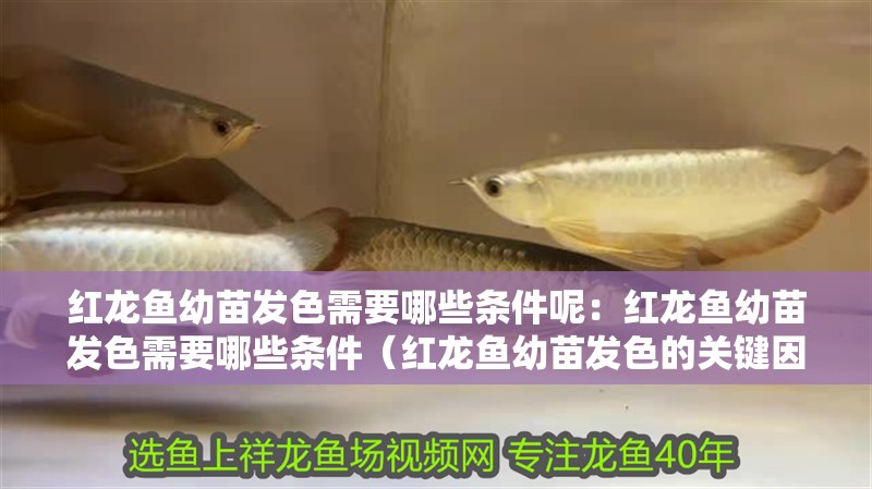 紅龍魚幼苗發(fā)色需要哪些條件呢：紅龍魚幼苗發(fā)色需要哪些條件（紅龍魚幼苗發(fā)色的關(guān)鍵因素）