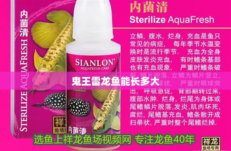 鬼王雷龍魚能長多大