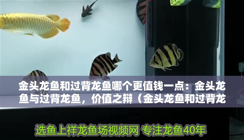 金頭龍魚和過背龍魚哪個更值錢一點：金頭龍魚與過背龍魚，價值之辯（金頭龍魚和過背龍魚哪個更值錢）