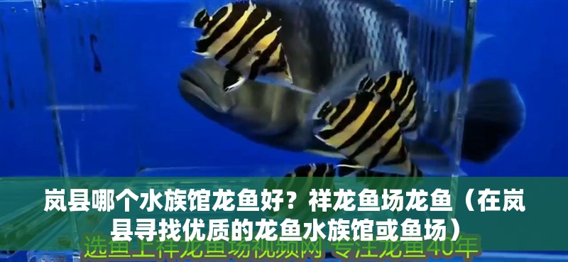 嵐縣哪個水族館龍魚好？祥龍魚場龍魚（在嵐縣尋找優質的龍魚水族館或魚場）