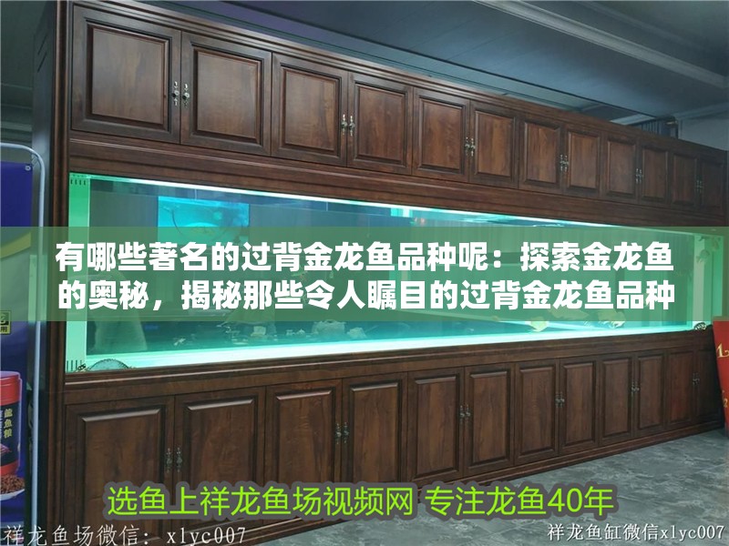 有哪些著名的過背金龍魚品種呢：探索金龍魚的奧秘，揭秘那些令人矚目的過背金龍魚品種（紅眼金龍魚的背部通常是黃色尾巴而得名，黃尾金龍魚得名）