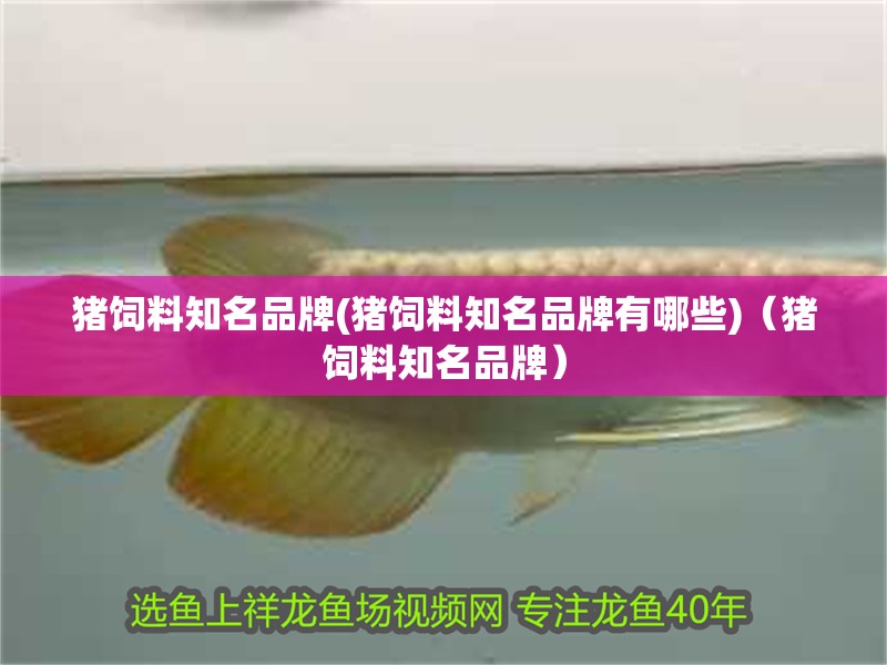 豬飼料知名品牌(豬飼料知名品牌有哪些)（豬飼料知名品牌） 豬飼料知名品牌(豬飼料知名品牌有哪些)（豬飼料知名品牌） 觀賞魚百科