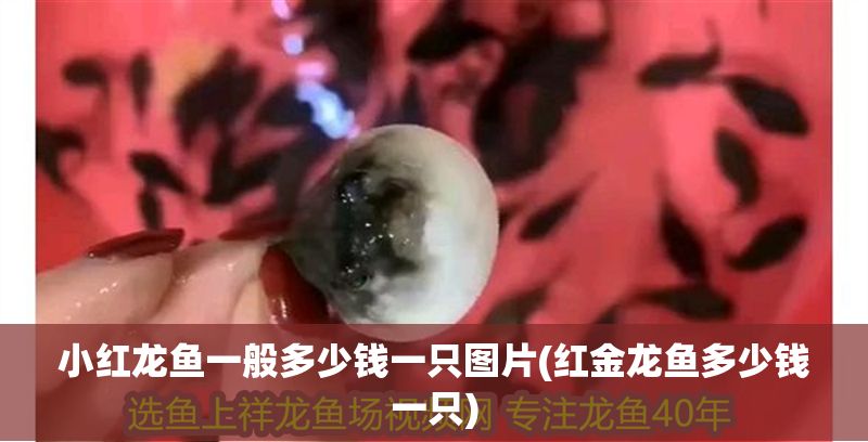 小紅龍魚一般多少錢一只圖片(紅金龍魚多少錢一只)