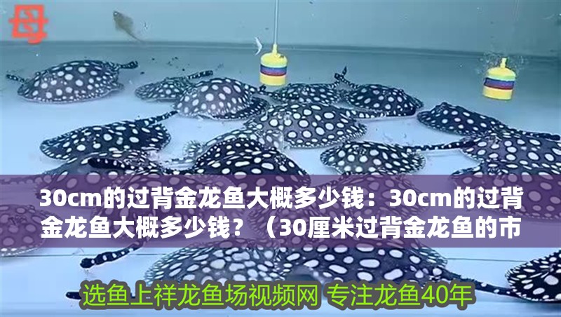 30cm的過背金龍魚大概多少錢：30cm的過背金龍魚大概多少錢？（30厘米過背金龍魚的市場價值并分析其價值，需要綜合考慮這些因素）