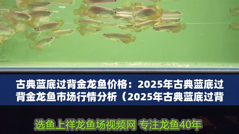 古典藍底過背金龍魚價格：2025年古典藍底過背金龍魚市場行情分析（2025年古典藍底過背金龍魚市場行情分析：古典藍底過背金龍魚）