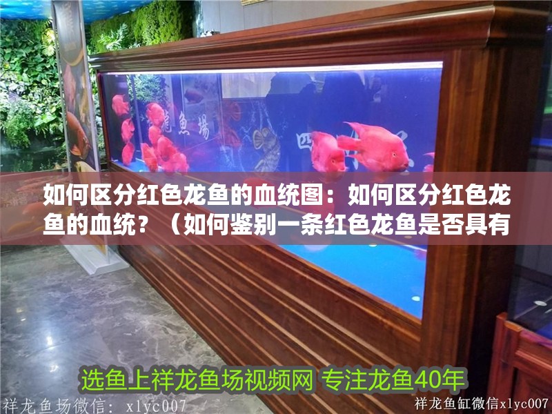 如何區(qū)分紅色龍魚(yú)的血統(tǒng)圖：如何區(qū)分紅色龍魚(yú)的血統(tǒng)？（如何鑒別一條紅色龍魚(yú)是否具有高貴的血統(tǒng)） 如何區(qū)分紅色龍魚(yú)的血統(tǒng)圖：如何區(qū)分紅色龍魚(yú)的血統(tǒng)？（如何鑒別一條紅色龍魚(yú)是否具有高貴的血統(tǒng)） 水族問(wèn)答