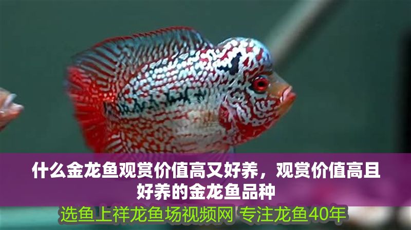 什么金龍魚觀賞價值高又好養，觀賞價值高且好養的金龍魚品種