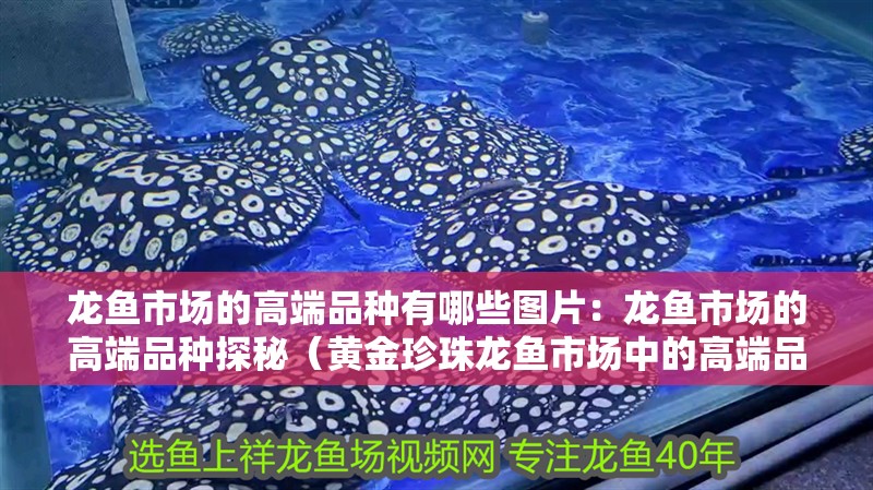 龍魚市場(chǎng)的高端品種有哪些圖片：龍魚市場(chǎng)的高端品種探秘（黃金珍珠龍魚市場(chǎng)中的高端品種）